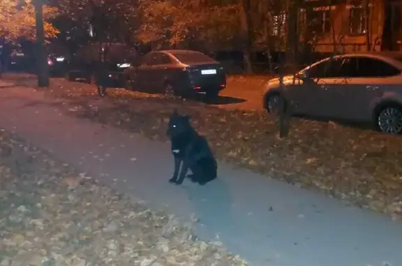 Найдена черная собака на Инженерной улице, Москва