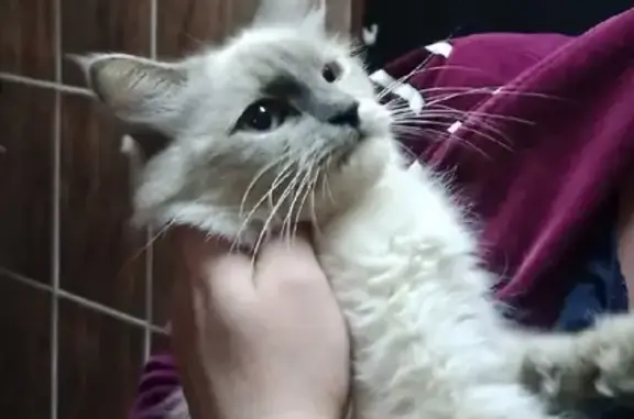 Найдена кошка на Востряковском проезде
