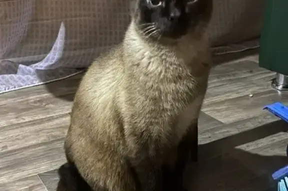 Найдена кошка с обвислым животом на ул. Мичмана Павлова, 34