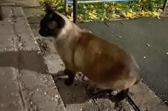 Найдена кошка с потерянным хвостом на ул. Мичмана Павлова, 34