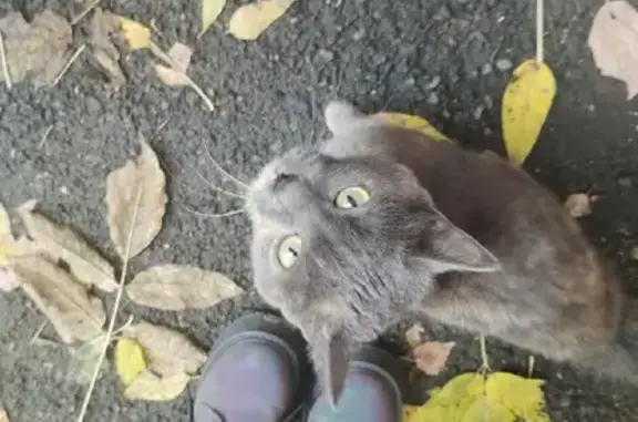 Найдена кошка на углу Академика Киренского и Баумана, Красноярск