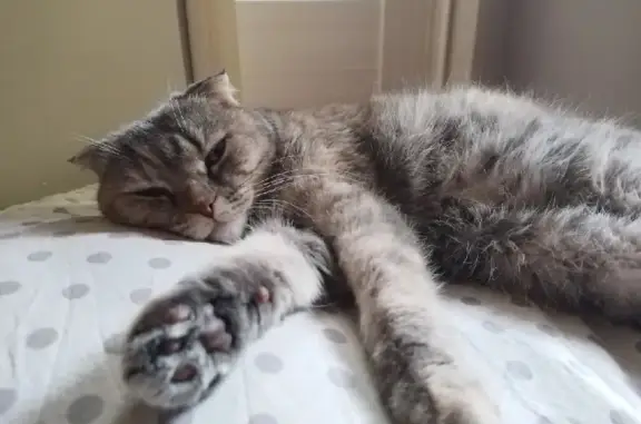 Найдена кошка на Мельникайте 109 в Тюмени