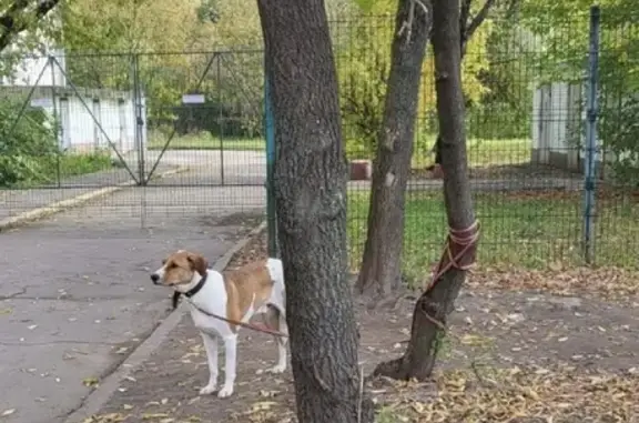 Собака найдена на проспекте Мира, привязана к дереву возле автомойки.