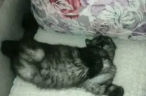 Пропала кошка на улице Ломоносова, 5 в Минусинске