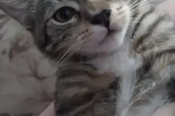 Кошки потеряшки, Санкт-Петербург, фото: Потеряшка кошка на Ивановской улице, СПб