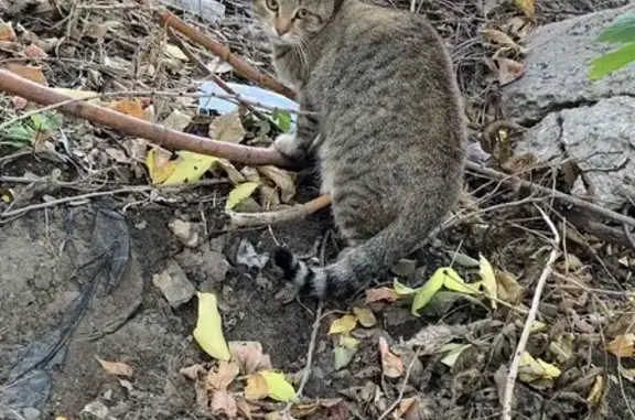 Кошка найдена на ул. Орджоникидзе 6А в Саратове