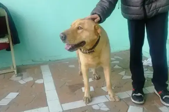 Собака с поврежденной лапой найдена на улице Хользунова, 78