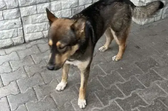 Собака хаски найдена на улице Радищева, Ульяновск