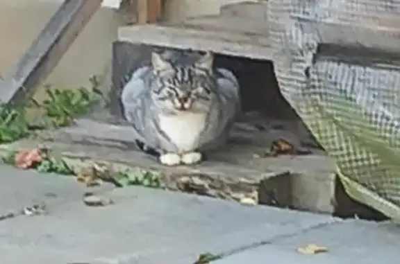 Найдена кошка в Скурыгино: серый полосатый окрас, белая грудь и лапки