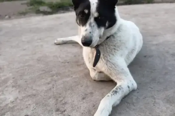 Найдена собака на улице Олега Кошевого, Казань