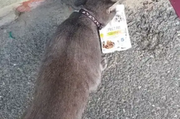 Найдена кошка Потеряшка на Пирогова 102 в Ставрополе