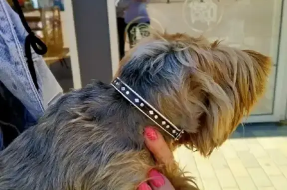 Найдена собака, Краснодар, фото: Найден Йорк на Российской, 267/3 к1, Краснодар