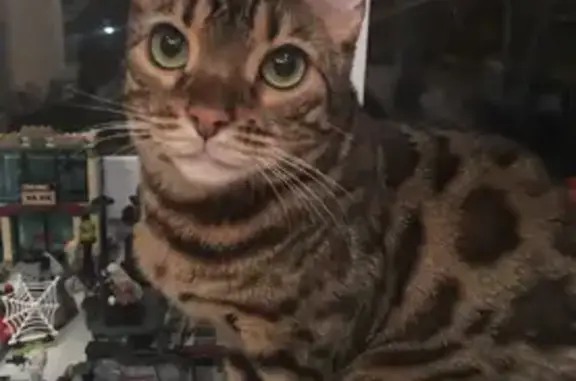 Кошки потеряшки, Ярославль, фото: Потеряшка бенгальская кошка Хлоя на Волжской набережной, Ярославль