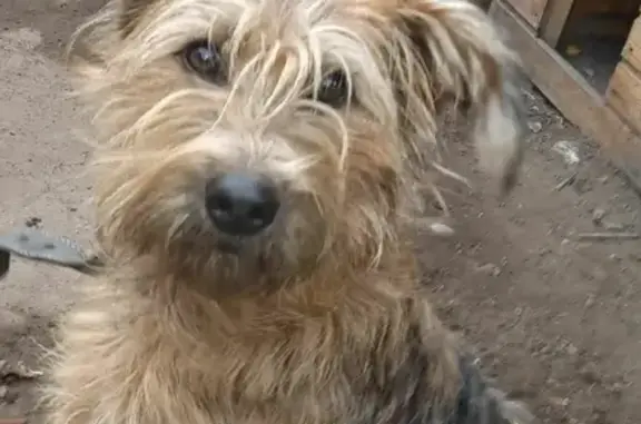 Пропала собака в Улан-Удэ, Бурятия