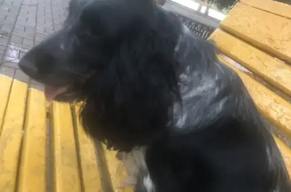 Собака найдена на Пл. Ленина в Батайске