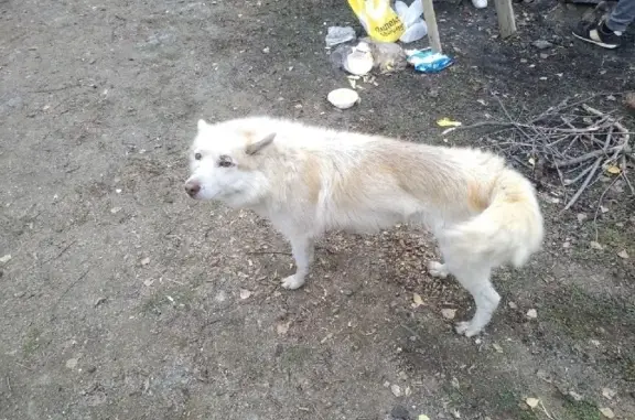 Найдена собака в Дегтярске, Свердловская область