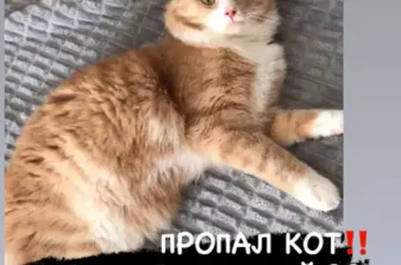 Потерянные животные Тамбов, фото: Пропала кошка на Пушкарской, 39, Тамбов.