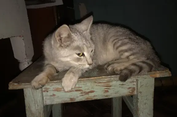 Найдена ласковая кошка на проспекте 9 Мая, 15