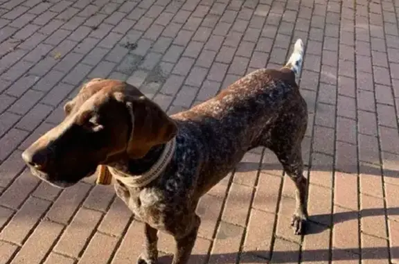 Найдена собака курцхаар в Болхове, Орловская область