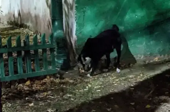 Найден щенок с ошейником на улице Макаренко, Тула