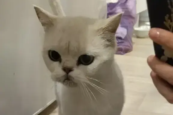 Найдена белая кошка на Героя России Аверьянова, Ульяновск
