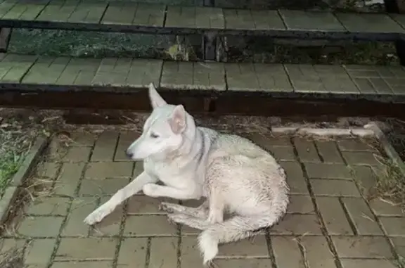 Найдена собака на Широтной улице, Киров