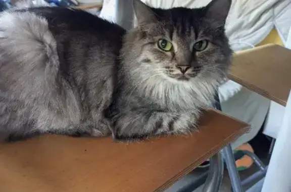 Пропала серая кошка в Бердске, Радужный микрорайон