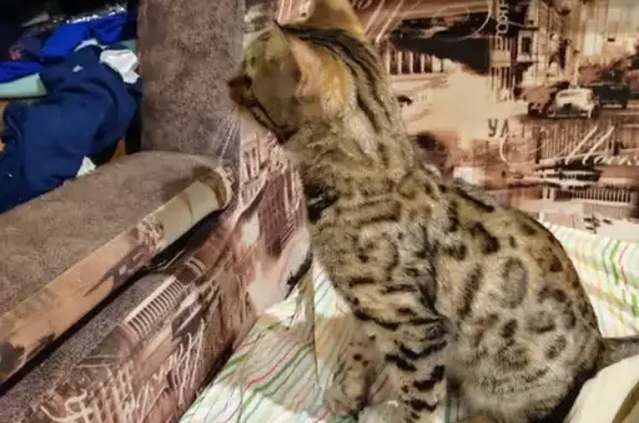 Новосибирск: найдена домашняя кошка на ул. Дмитрия Донского 32/1
