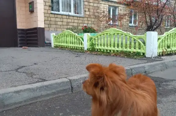 Собака ищет хозяина возле Сверловской ул., д. 9, Красноярский край.