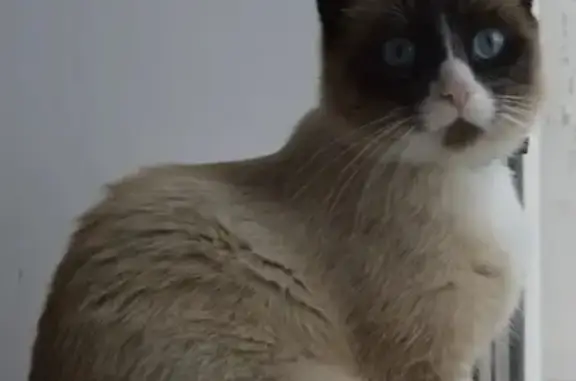 Потерянные животные Курган, фото: Пропал серый кот с белыми лапками в Кургане