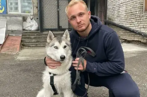 Пропала собака Хаска в Красноярске, ДНТ Чёрная сопка.