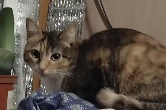 Кошки потеряшки, Ярославль, фото: Потеряшка кошка на ул. Свободы, 78 в Ярославле