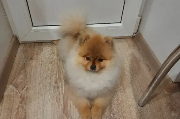 Собаки потеряшки, , фото: Потеряшка щенок Лаврик на улице Советской, Хвалынка