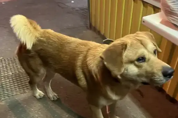 Найдена собака на Уральской улице в Краснодаре