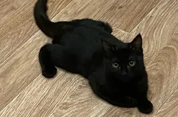 Пропал чёрный котик на Звёздной улице в Чите