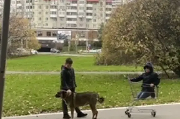 Найдена собака на пересечении Севастопольского проспекта и ул. Миклухо-Маклая, Москва