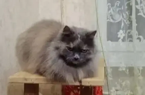 Пропала кошка в Черняховске на улице Пушкина, 10