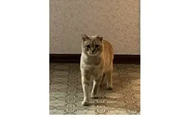 Потерянные животные Новосибирск, фото: Пропала кошка на улице Гоголя, 35, Новосибирск