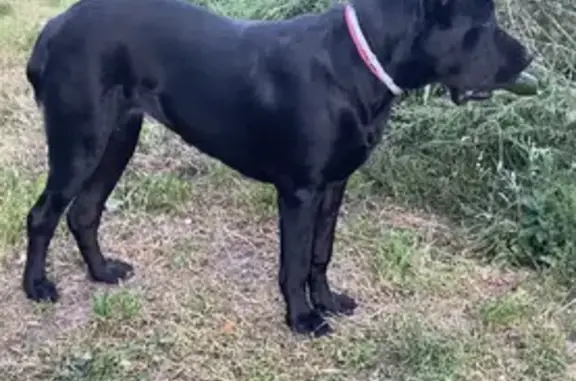 Собаки потеряшки, Рязань, фото: Потеряшка чёрная собака с красным шнурком в Гребневском сельском поселении (Р126)