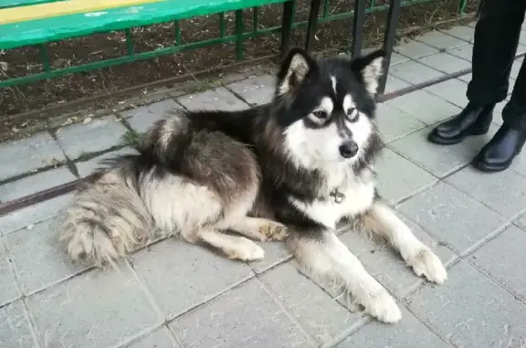 Собака найдена на ул. Калинина, 36 в Иркутске.