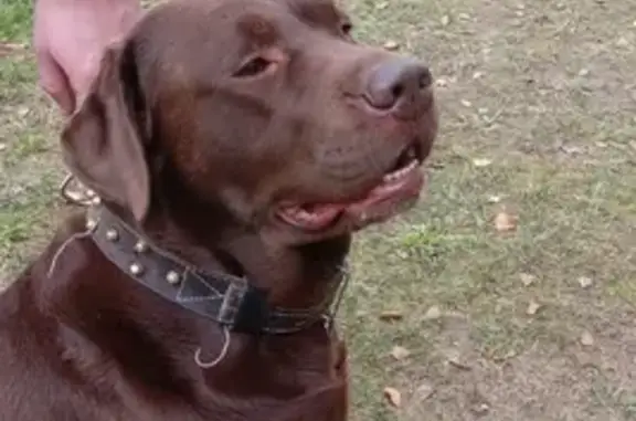 Найдена собака, Московская область, фото: Пропала Лабрадор-кобель, 46К-0210, Московская область