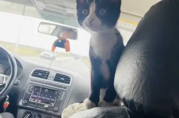 Кошки потеряшки, Курган, фото: Потеряшка кошка Тимоша, Чистое поле, Курган