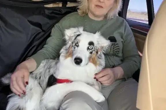 Пропала собака Леся на лыжероллерной трассе в Перми