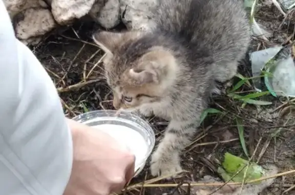 Найдена добрая кошка на ул. Карла Маркса, нужна помощь!