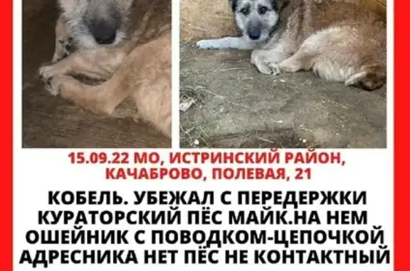 Пропала собака в Истринском районе, 89151527831