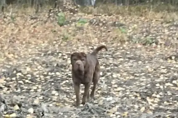 Собака Шарпей найдена возле ЕКАДа