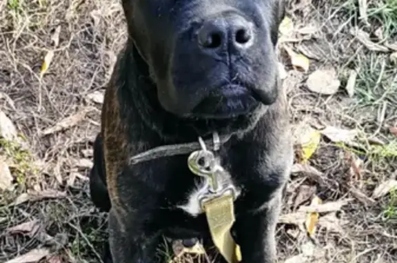 Пропала собака породы Кане-Корсо в Подольске