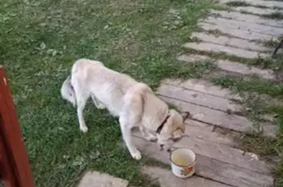 Собака найдена в Коростелёво, Боровского района, Калужской области.
