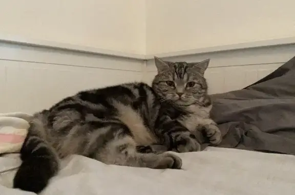 Потерянные животные Новосибирск, фото: Пропала шотландская кошка, адрес: ул. Кирова, 108, Новосибирск