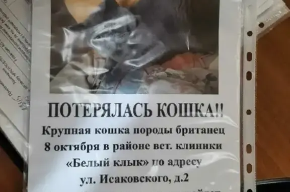 Кошки потеряшки, Москва, фото: Потеряшка британская кошка Диана напротив клиники Белый Клык, Москва